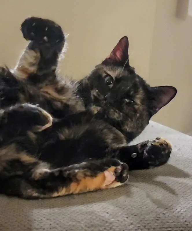 Hazel Jane Very Sweet thumbnail 5