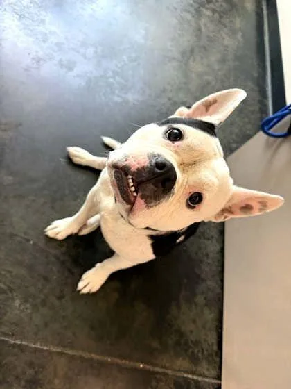 An adult medium-sized female Mixed Breed dog named Dolores for adoption in Memphis, TN