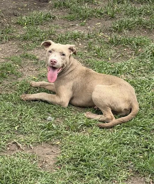 A baby small-sized female Pit Bull Terrier dog named Mary for adoption in Conroe, TX