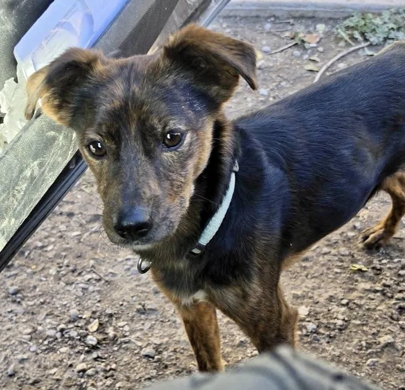 A young medium-sized male Brindle Terrier dog named Taco for adoption in Pocatello, ID