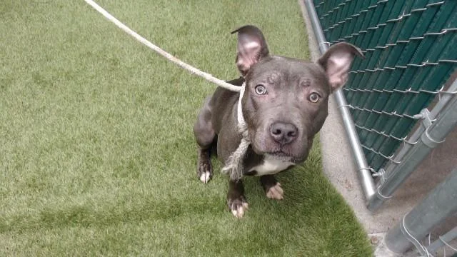 A baby medium-sized female Pit Bull Terrier dog named Bri for adoption in Downey, CA