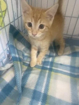 A baby small-sized male Domestic Short Hair cat named Theodore for adoption in Gainesville, FL