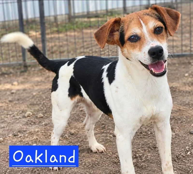 A baby small-sized male Rat Terrier dog named Oakland for adoption in Minneapolis, MN