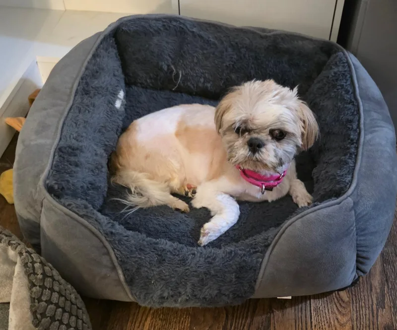 An adult small-sized female Shih Tzu dog named Gigi for adoption in New York, NY