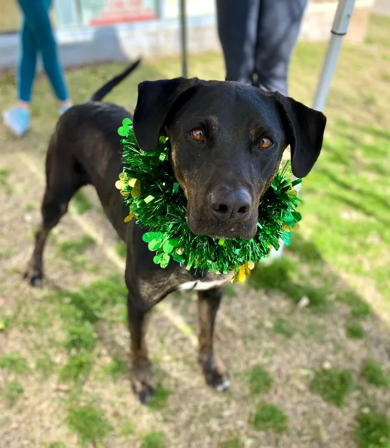 A senior large-sized male Black Labrador Retriever dog named Owen for adoption in Seagoville, TX