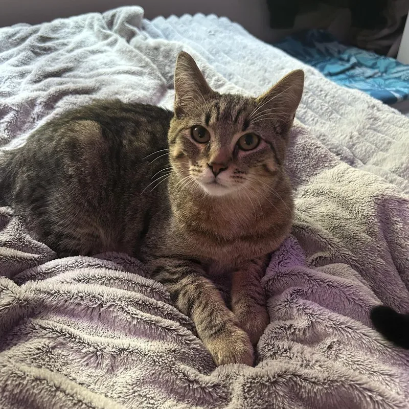 A baby medium-sized male Brown / Chocolate Domestic Short Hair cat named John for adoption in Ferndale, WA