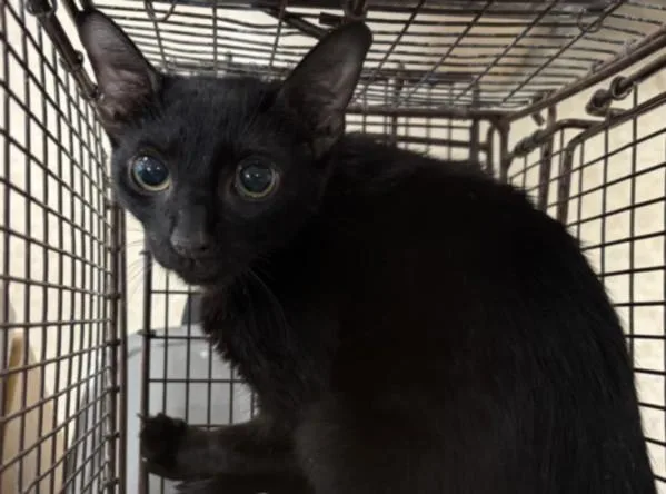 A young small-sized female Domestic Short Hair cat named A for adoption in San Pedro, CA
