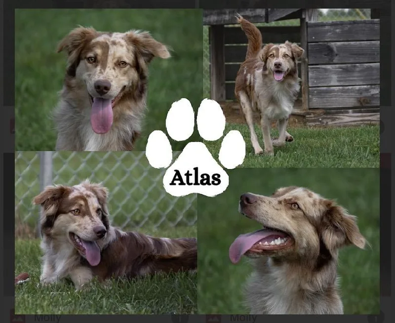 Atlas