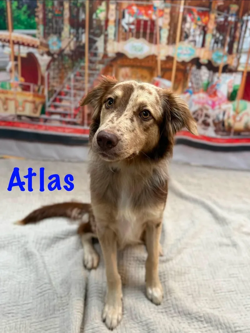 Atlas thumbnail 5