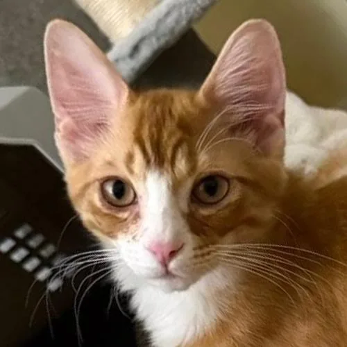 A baby medium-sized male Tabby (Orange / Red) Domestic Short Hair cat named Chicken for adoption in Crystal Lake, IL