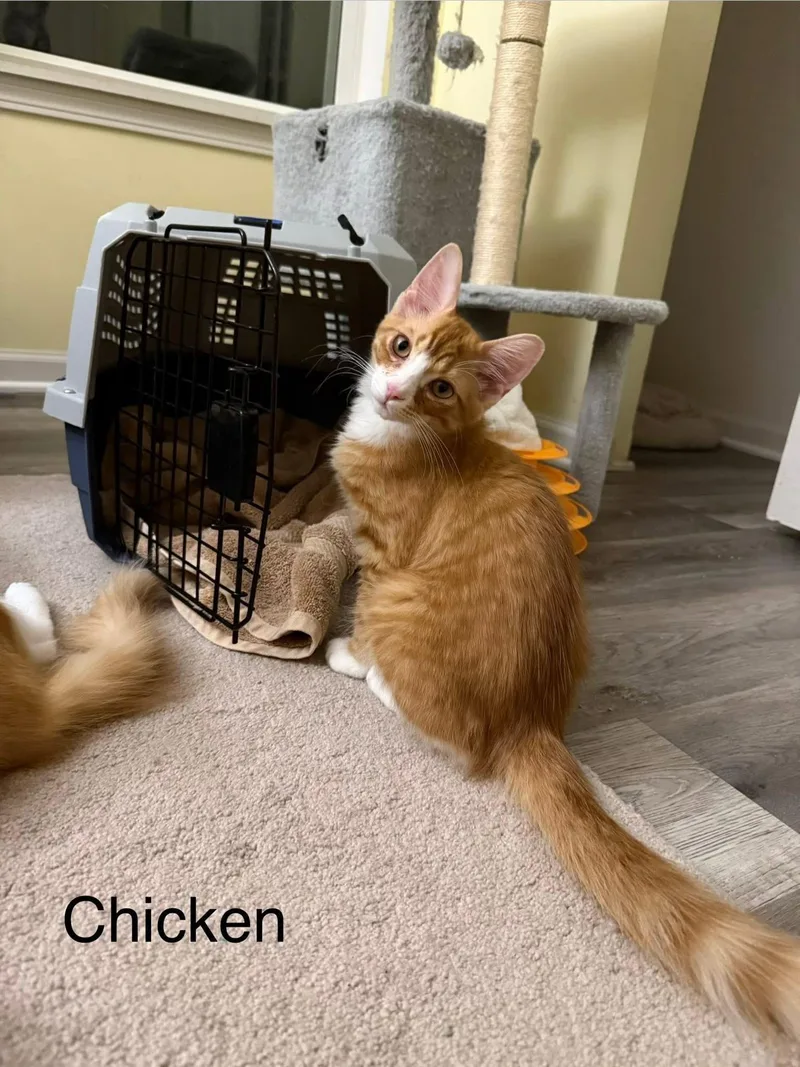 Chicken thumbnail 2