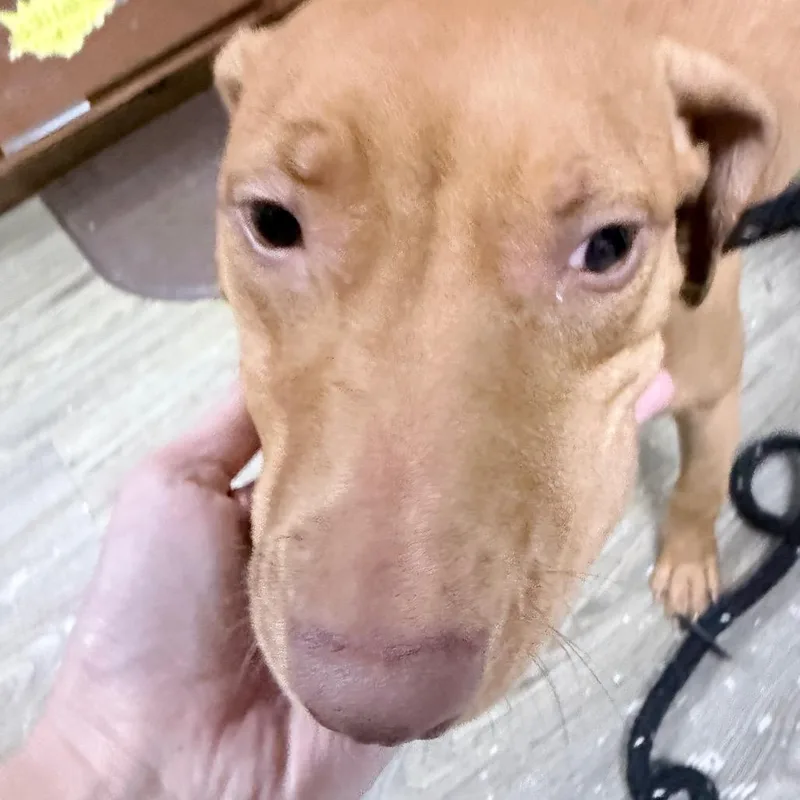 A young medium-sized female Yellow / Tan / Blond / Fawn Mixed Breed dog named Blondie for adoption in Summerville, SC