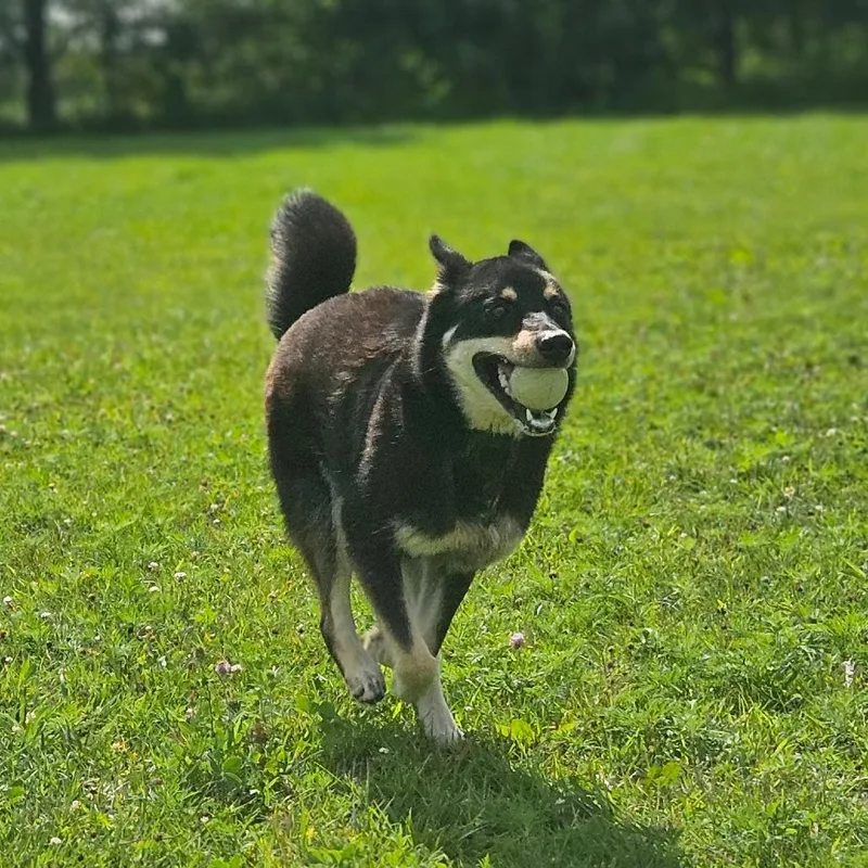 An adult medium-sized male Siberian Husky dog named Stitch for adoption in Monticello, IA