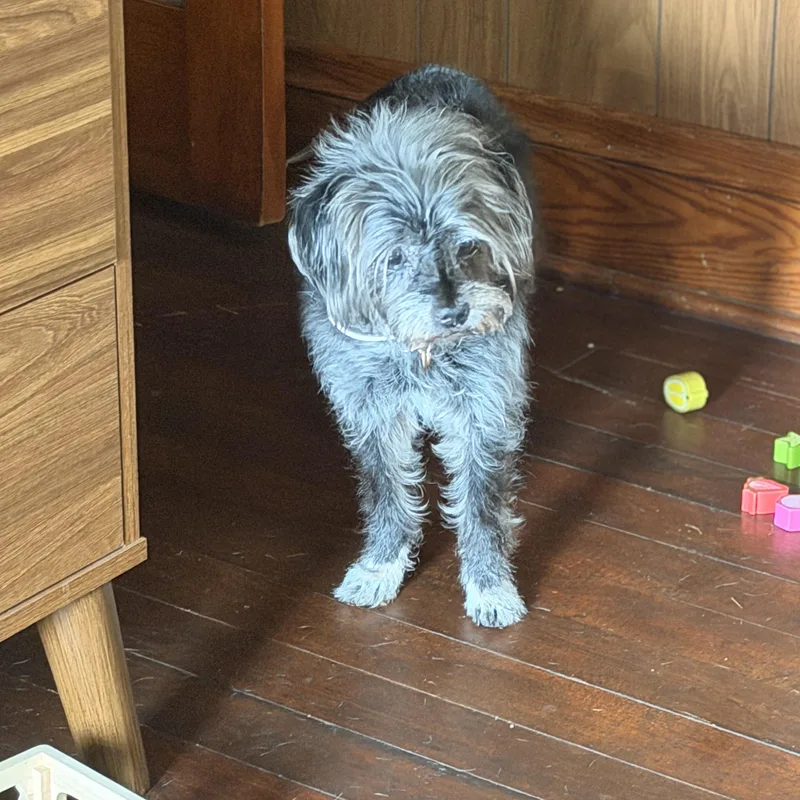 A senior small-sized female Black Terrier dog named Sofia for adoption in Wilmington, IL
