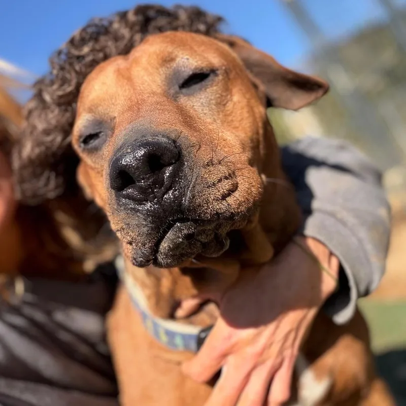 Bulldozer thumbnail 2