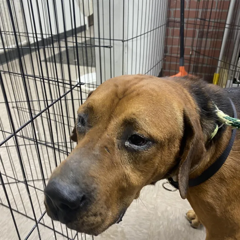 Bulldozer thumbnail 6