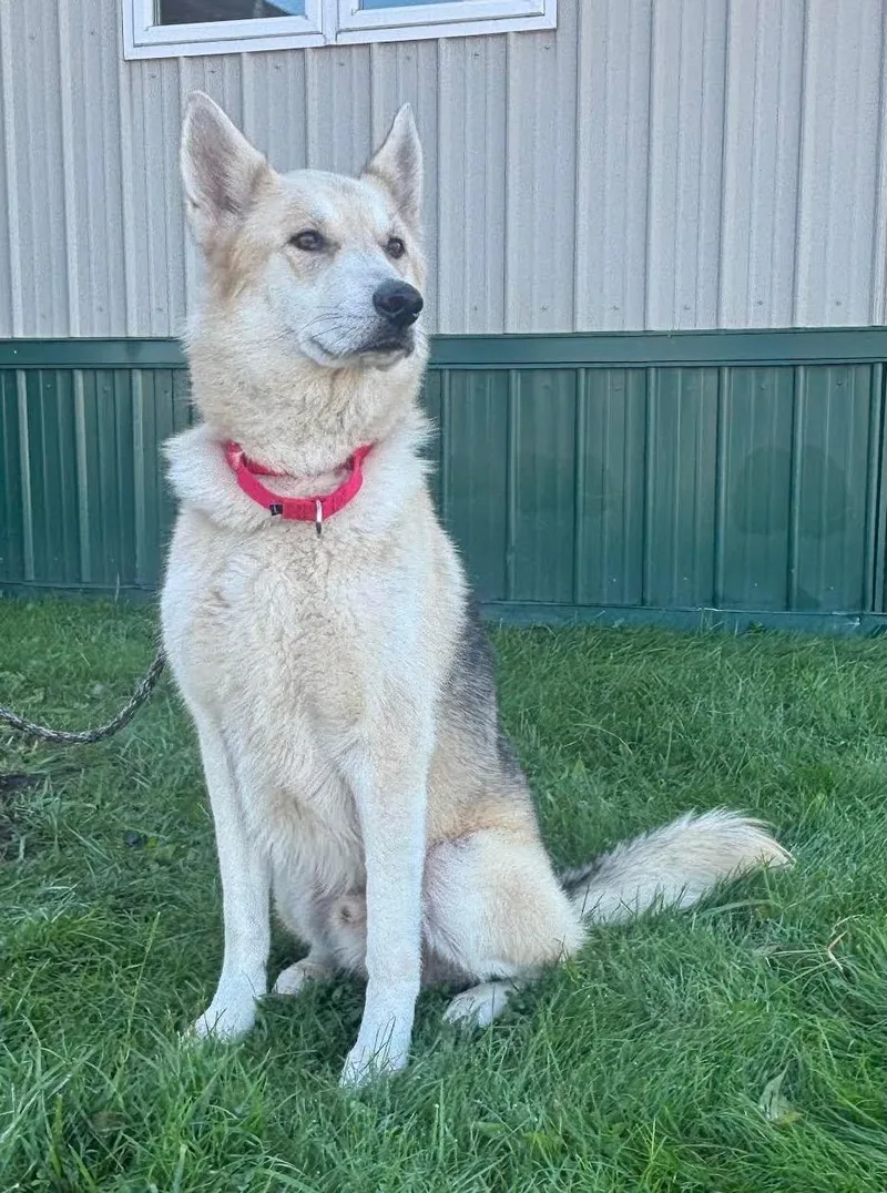 An adult large-sized male Husky dog named Max for adoption in Batavia, NY