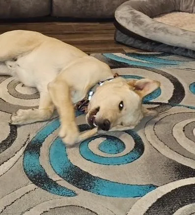A young medium-sized male White / Cream Labrador Retriever dog named Sebastian aka Scooby for adoption in Sierra Vista, AZ