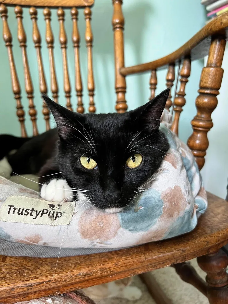 An adult medium-sized male Black & White / Tuxedo Domestic Short Hair cat named Bingo for adoption in Stoughton, WI