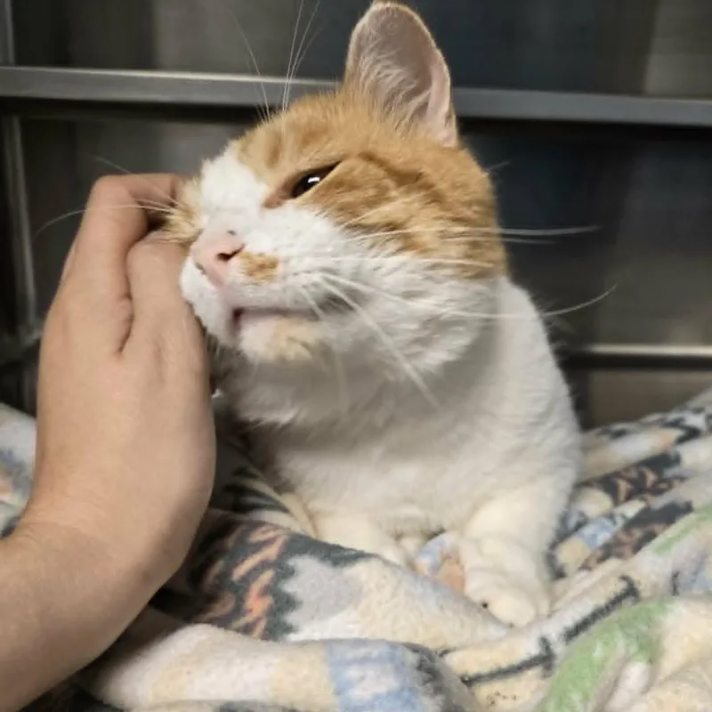 An adult large-sized male Orange & White Domestic Short Hair cat named Clayton for adoption in Watertown, WI