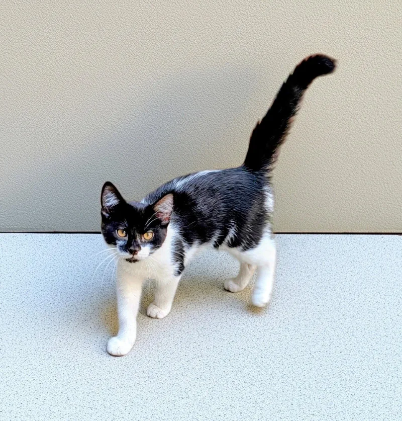 Sugar  Willow Grove thumbnail 3