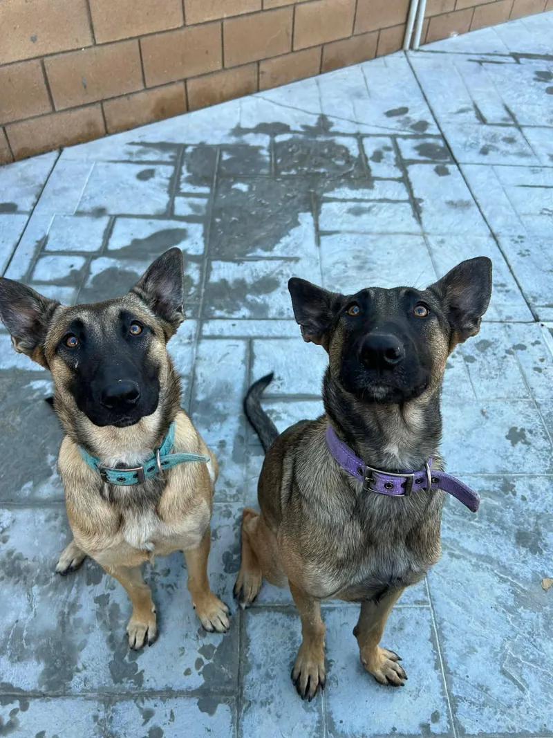A young medium-sized female Bicolor Belgian Shepherd / Malinois dog named Dallas for adoption in Murrieta, CA
