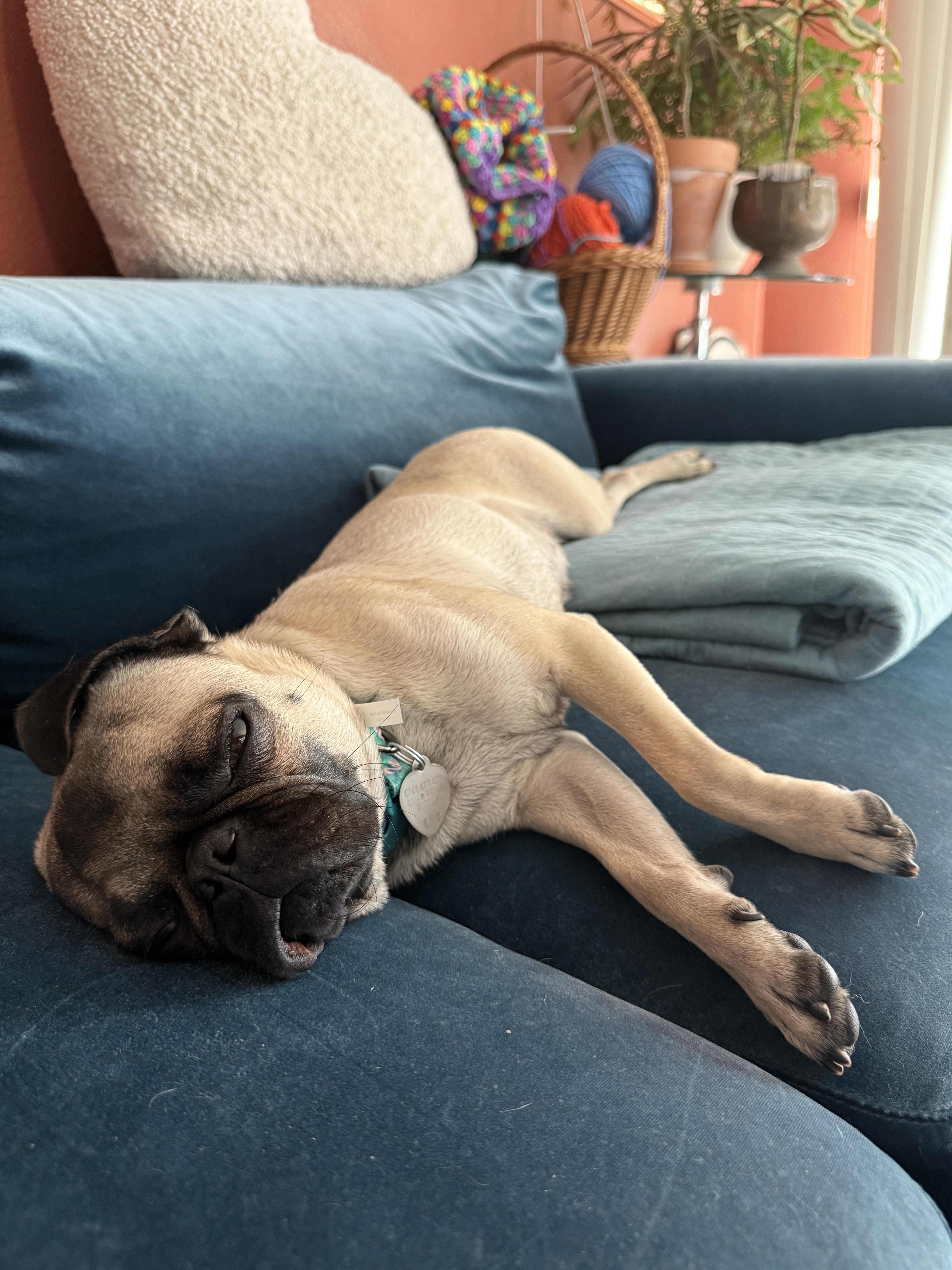 A young small-sized female Apricot / Beige Pug dog named Lottie for adoption in Phoenix, AZ