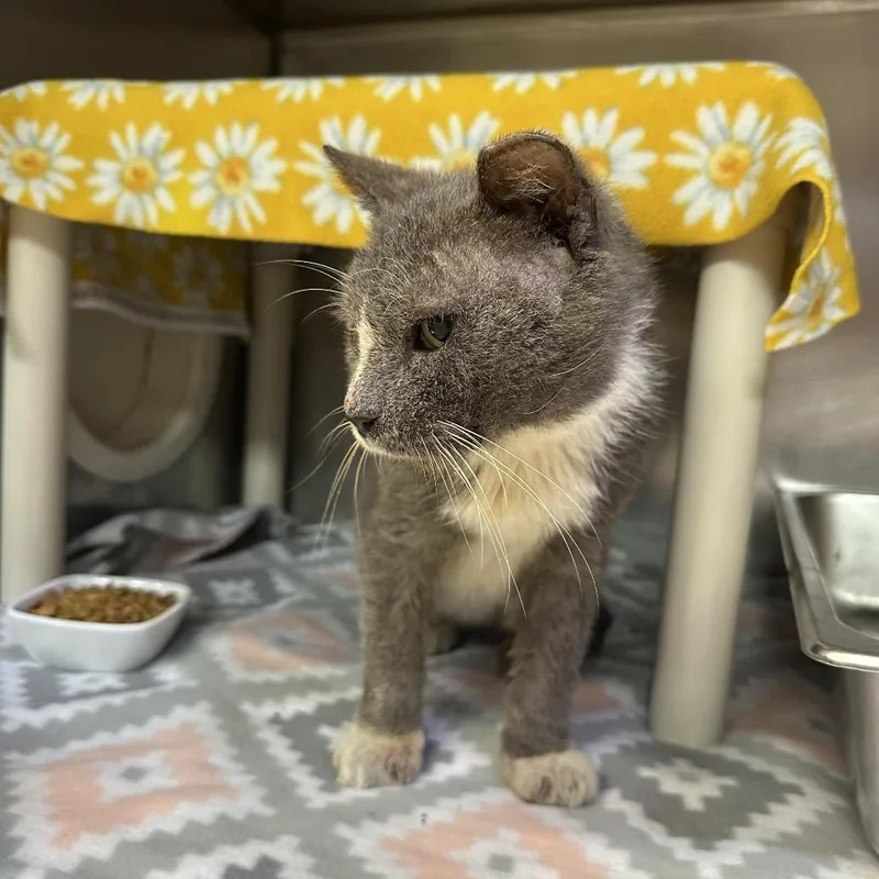 A senior medium-sized male Gray / Blue / Silver Domestic Short Hair cat named Owen for adoption in Austin, TX