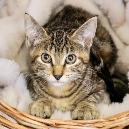 A baby small-sized female Domestic Short Hair cat named Nimue for adoption in Camano Island, WA