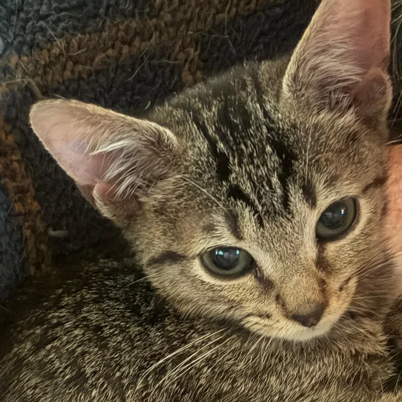 A baby small-sized female Brown / Chocolate Domestic Short Hair cat named DragonFly for adoption in Deerfield, IL