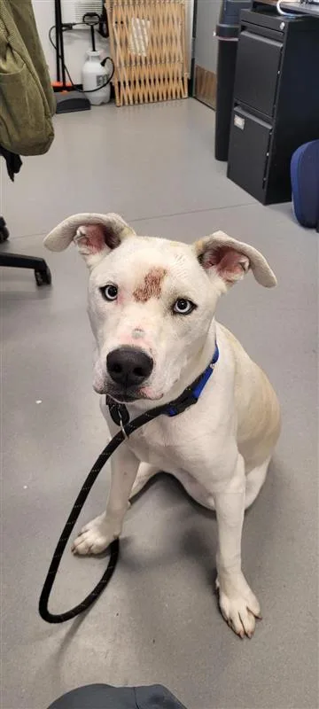A baby medium-sized male Mixed Breed dog named Ace Fka Scarecrow for adoption in West Chester, PA