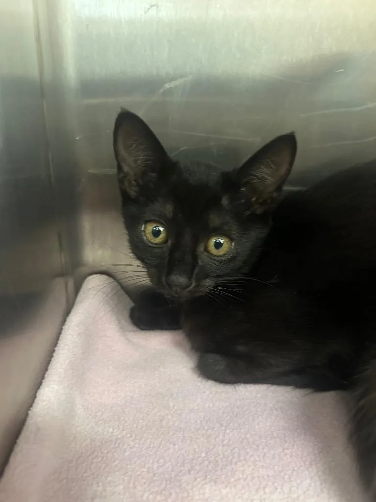 A baby medium-sized female Domestic Short Hair cat named Tiny for adoption in Hartsville, SC