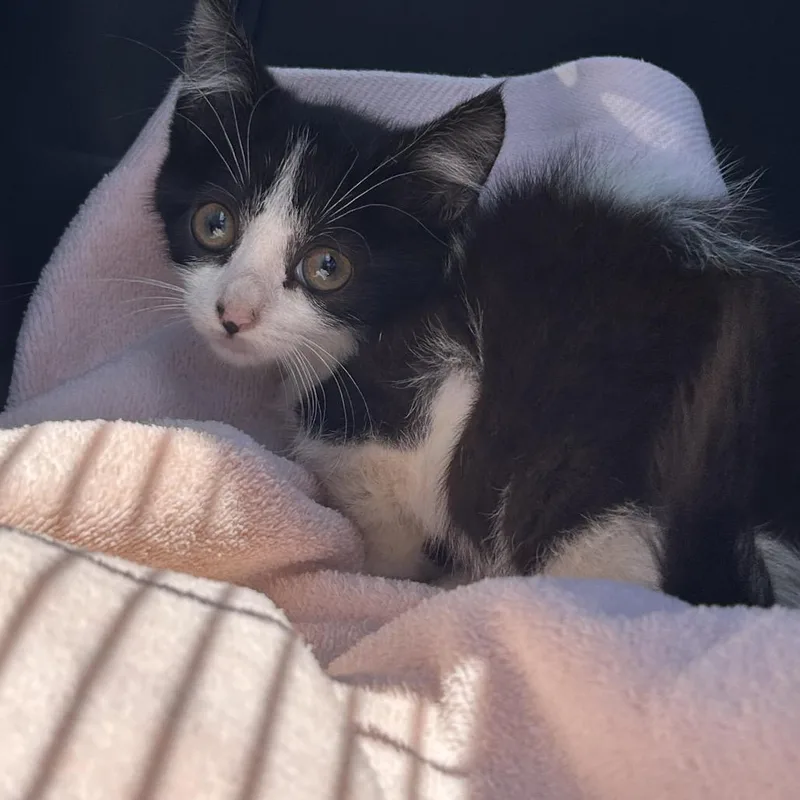 A baby small-sized female Black Domestic Short Hair cat named AHNJStray_ for adoption in Newark, NJ
