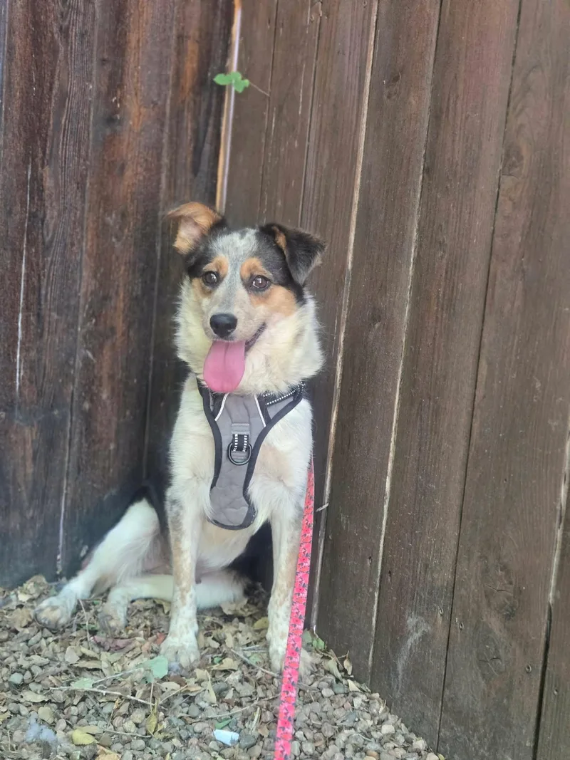 An adult medium-sized female Tricolor (Brown, Black, & White) Mixed Breed dog named Bailey for adoption in Canon City, CO