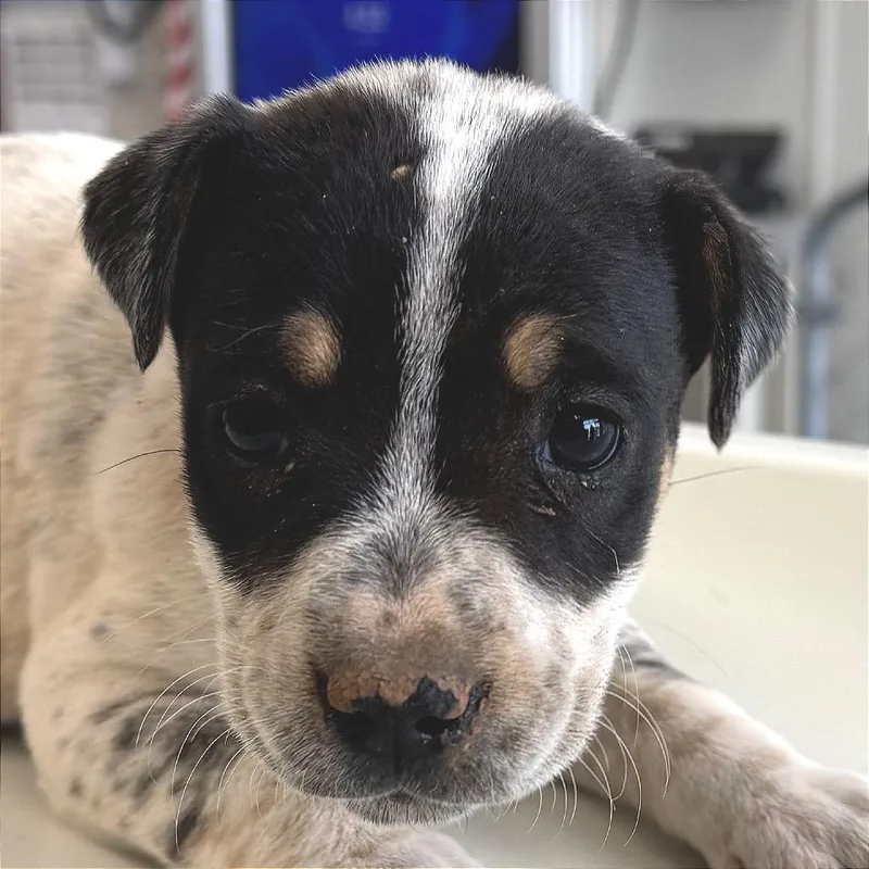 Blackberry thumbnail 2