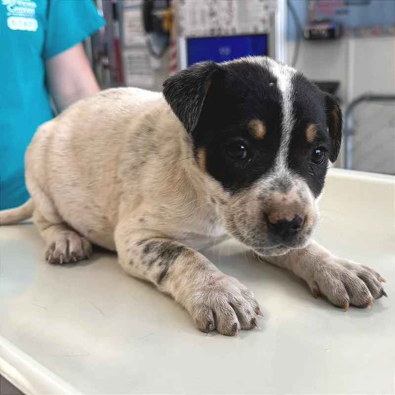 Blackberry thumbnail 3