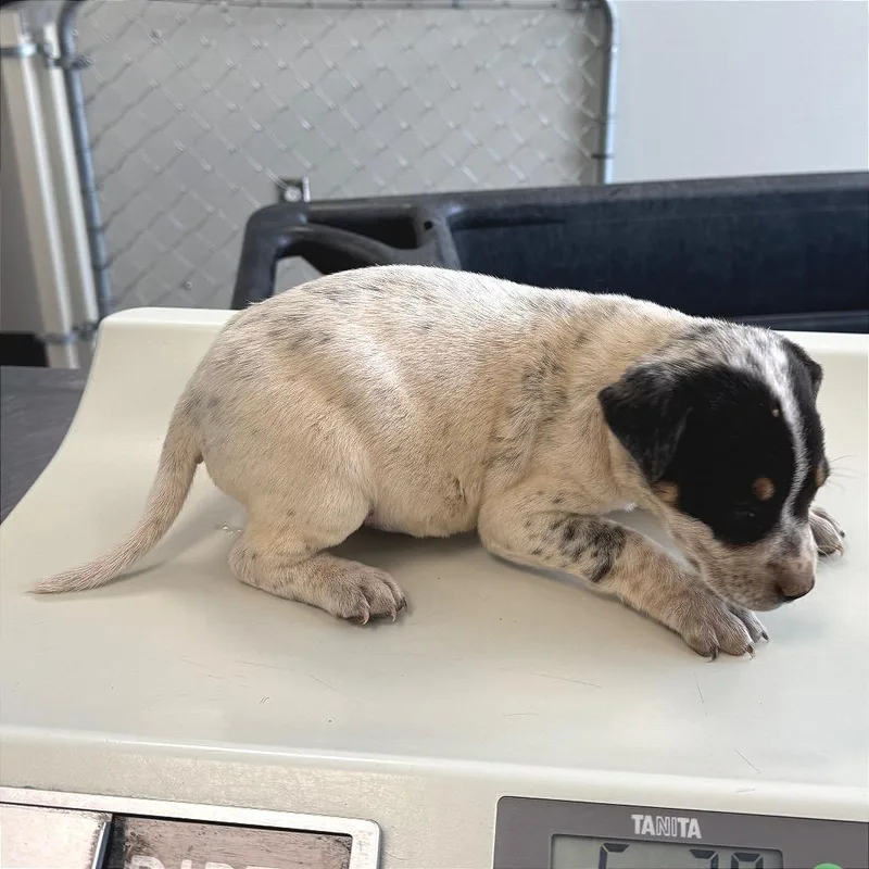 Blackberry thumbnail 4