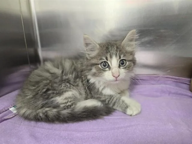 A baby small-sized female Domestic Medium Hair cat named Duchess for adoption in Fort Lauderdale, FL