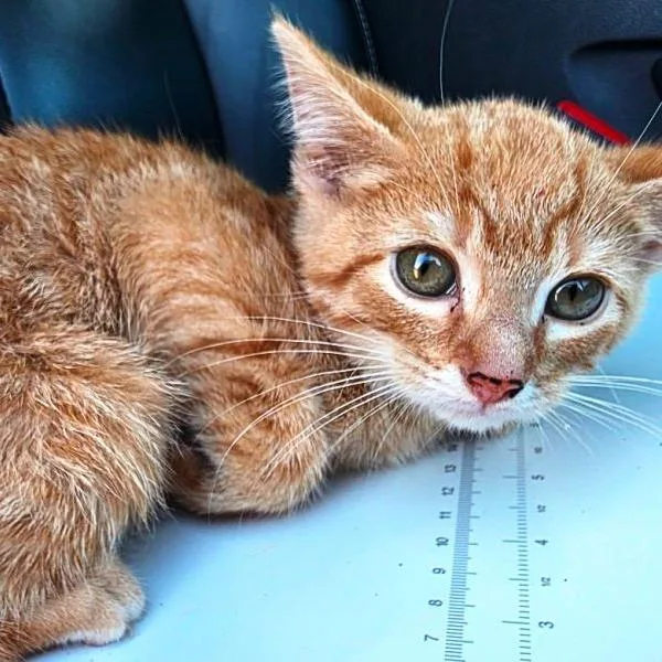 A baby small-sized male Orange / Red Domestic Short Hair cat named Sunny D for adoption in Concord, NH