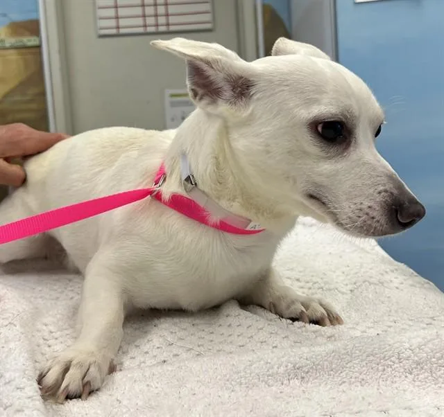 An adult medium-sized male Chihuahua dog named Pepe for adoption in Agoura, CA