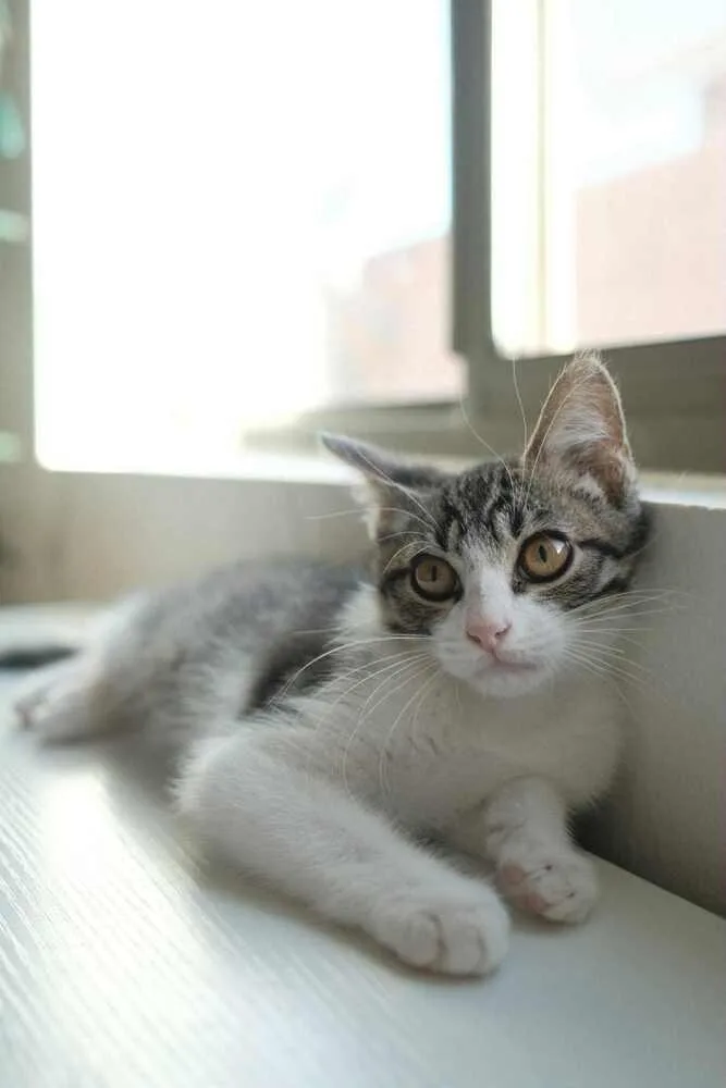 A young medium-sized male Domestic Short Hair cat named Ralph for adoption in tucson, AZ