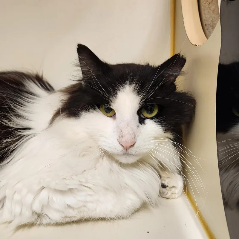 An adult medium-sized male Black Domestic Long Hair cat named Harry Styles for adoption in Delaware, OH