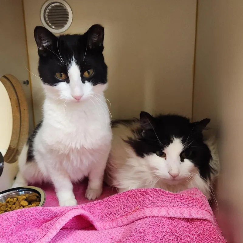 Harry Styles thumbnail 2