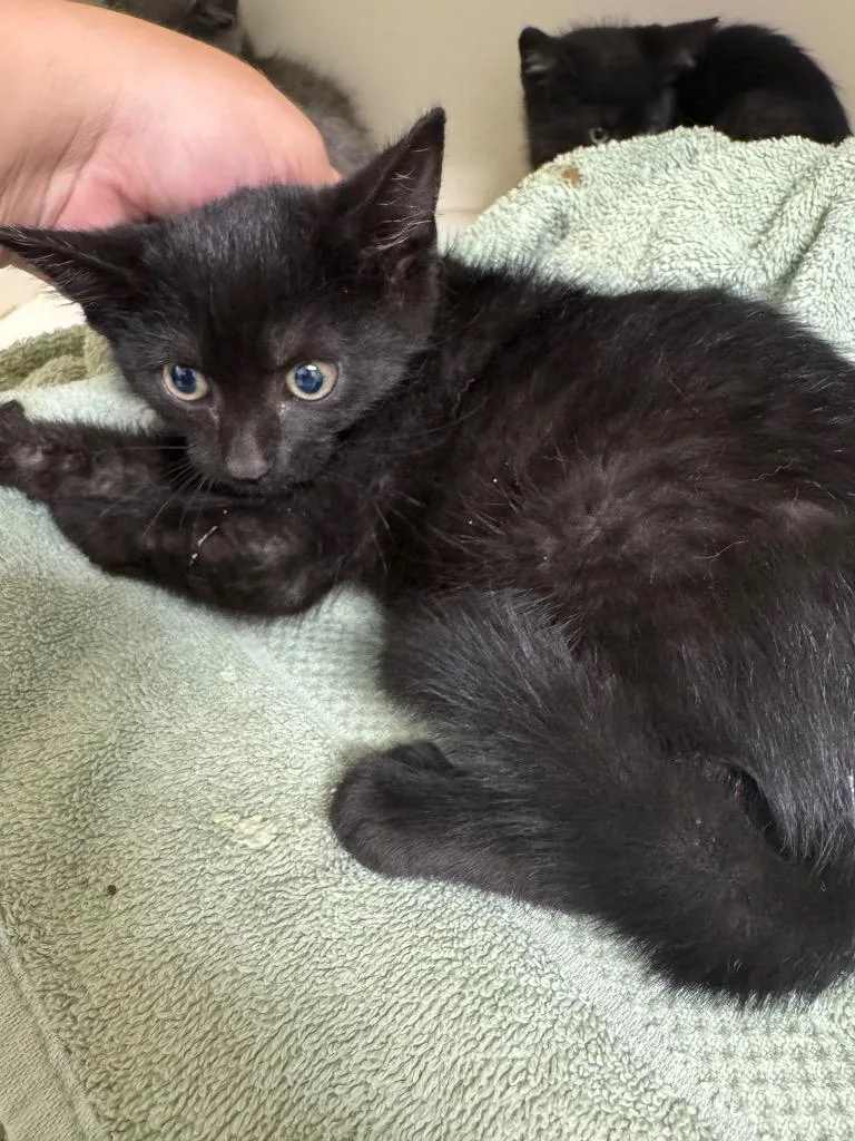 A baby medium-sized female Domestic Short Hair cat named Mercury for adoption in Bloomington, IN