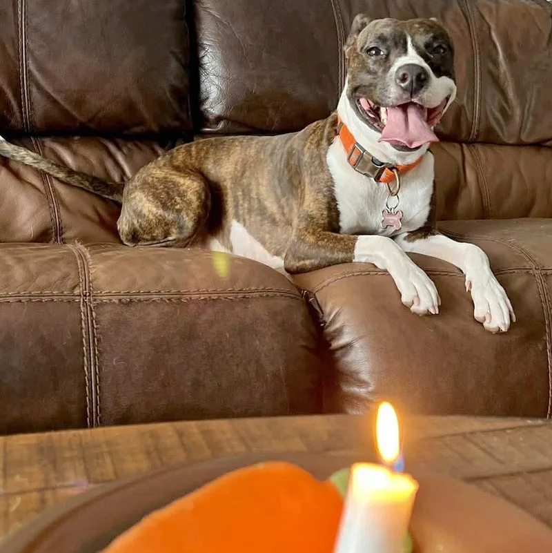 An adult medium-sized female Brindle Terrier dog named Florentina for adoption in Corpus Christi, TX