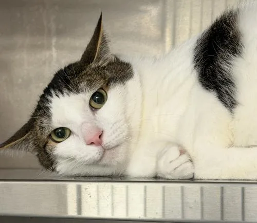 An adult large-sized male Domestic Short Hair cat named Basil for adoption in Webster, MA