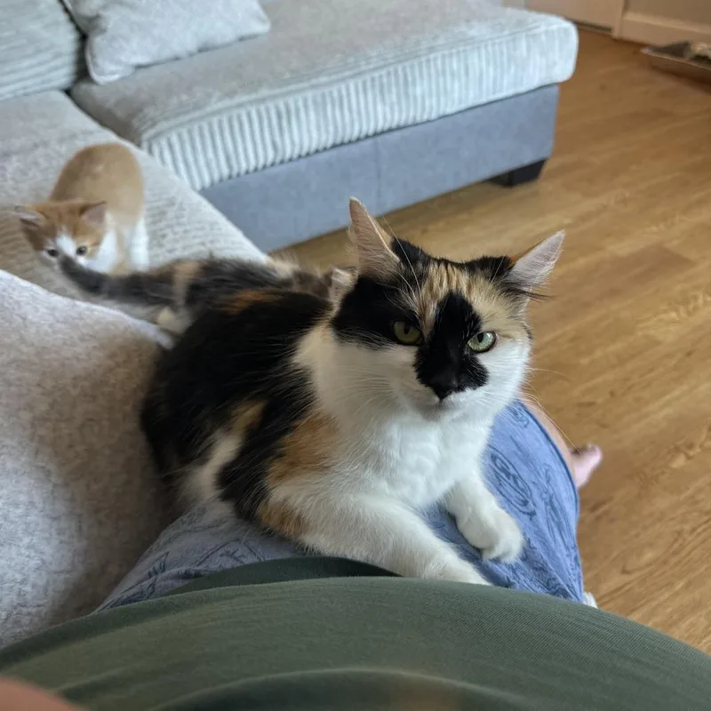 An adult small-sized female Calico American Shorthair cat named Millie for adoption in Lynchburg, VA