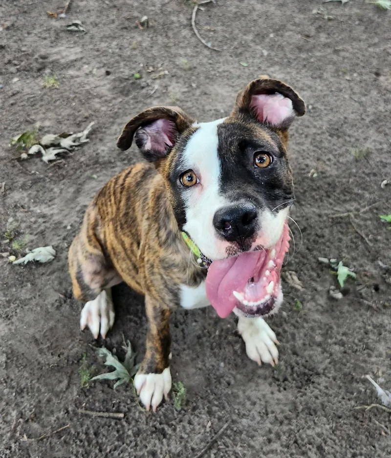 A baby medium-sized female Brindle Pit Bull Terrier dog named Tara for adoption in Liberty Center, OH