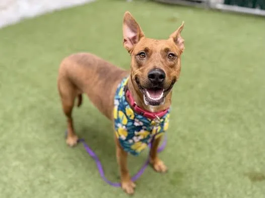 A young medium-sized male Red / Chestnut / Orange American Staffordshire Terrier dog named Foxy for adoption in New York, NY