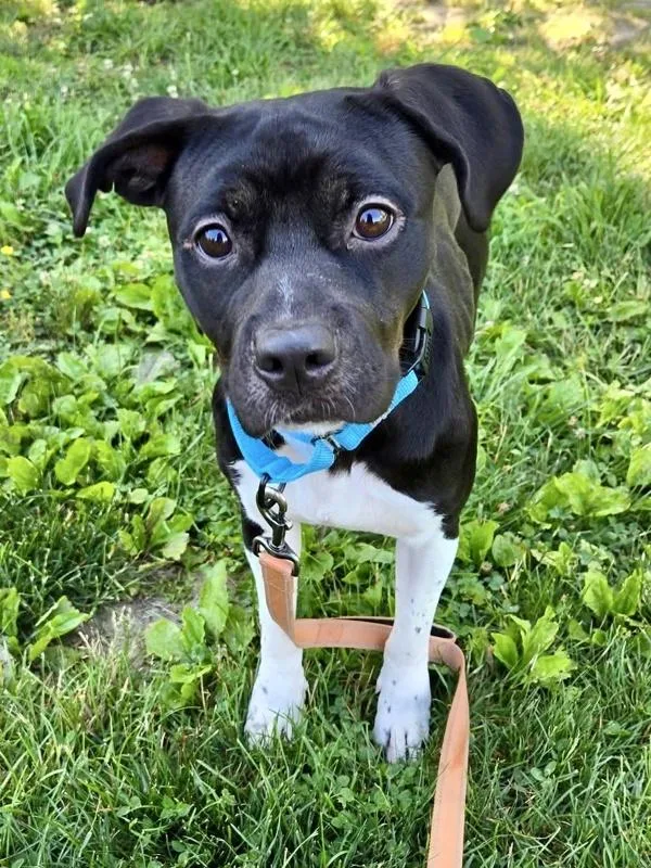 A young medium-sized female Pit Bull Terrier dog named Firefly for adoption in Millersville, MD